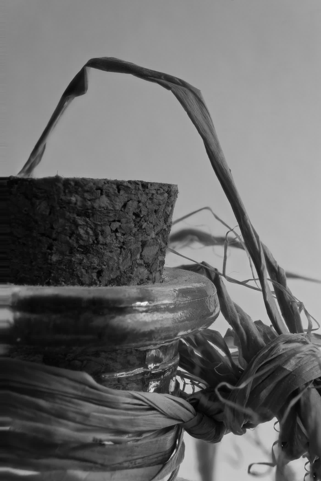 Cork close up (c) pmartinasi